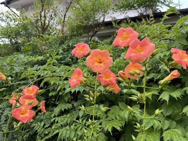 2025_0708ニュース画像2