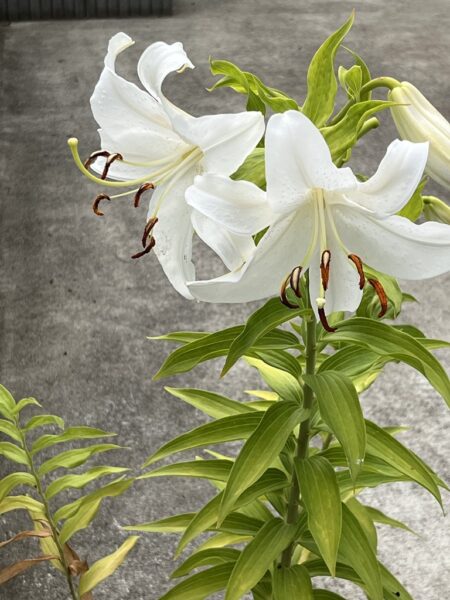 2025_0727ニュース画像2