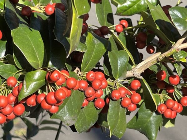 2025_1225ニュース画像2