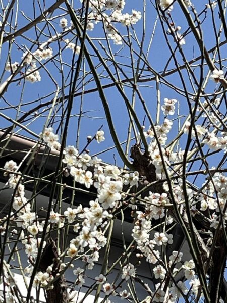 2026_0317ニュース画像2